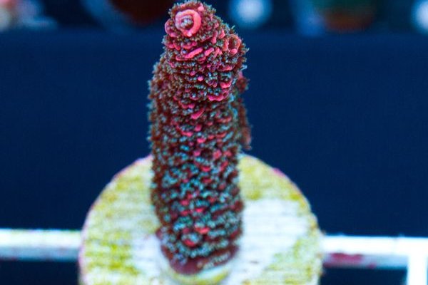 Kraken как найти ссылку