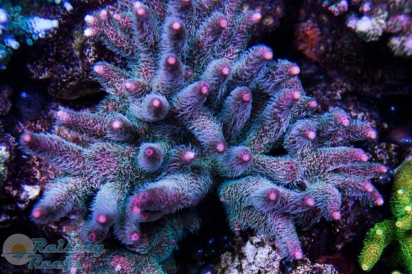 Сайт kraken в tor