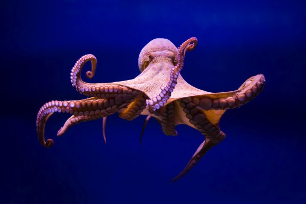 Kraken darknet зеркала